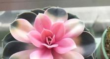 《重生细胞王室园艺师装束获取方法大揭秘》（从任务流程到装备获取，一篇让你get到园艺师的全部攻略！）